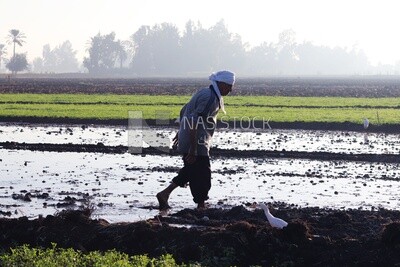 Farmer working in the field during the alfalfa cultivation