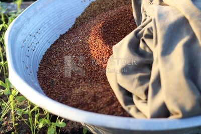 View of alfalfa seeds in the field