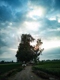 View of the countryside during Dhuha time, natural view