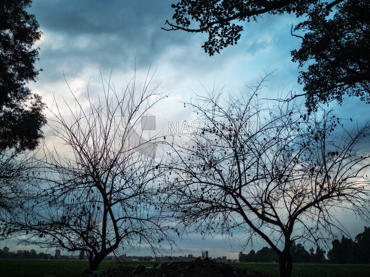 View of the countryside during Dhuha time, natural view