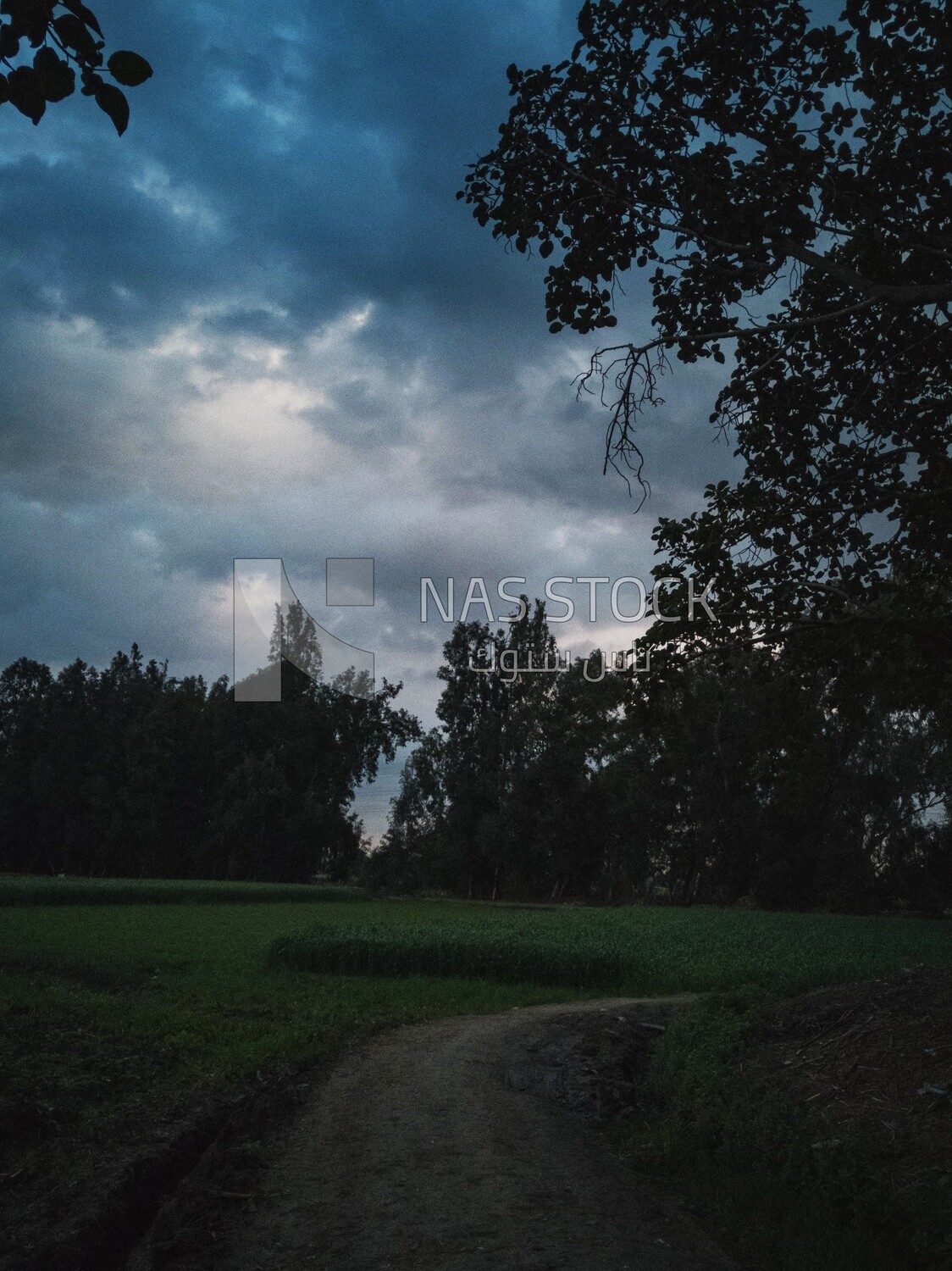 View of the field during Dhuha time, natural view