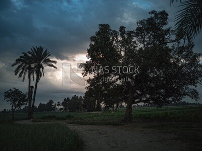 View of the field during Dhuha time, natural view