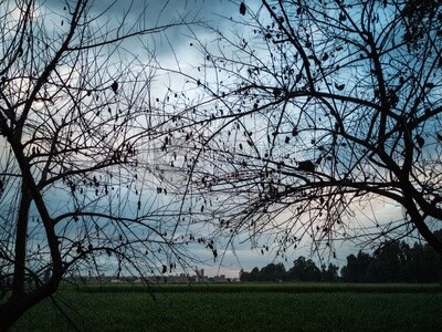 View of the field during Dhuha time, natural view