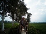 Man riding a donkey on the field