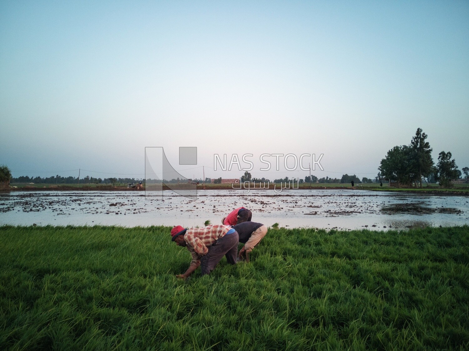 Rice farmers in the Cedar Nurseries, Farm &amp; Agriculture, Cedar Nurseries