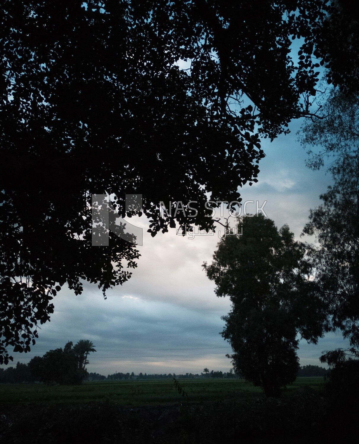 View of the field during Dhuha time, natural view