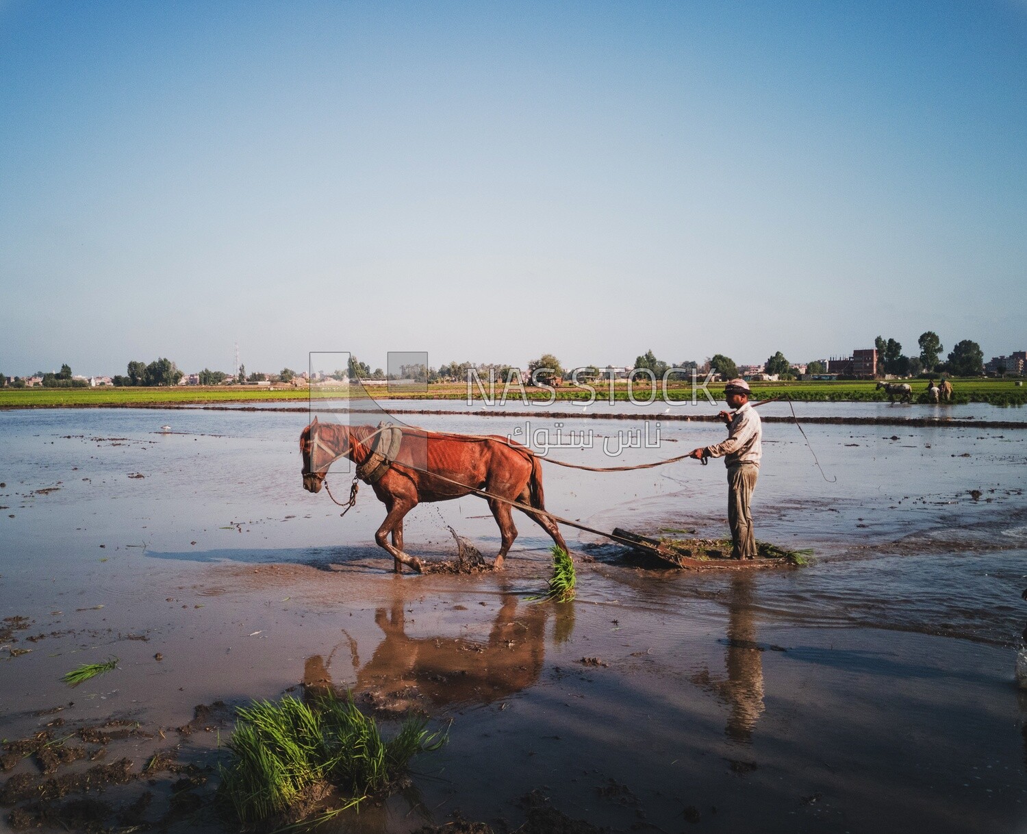 Farmer plowing the land by horse in the Cedar Nurseries, Farm &amp; Agriculture, Cedar Nurseries