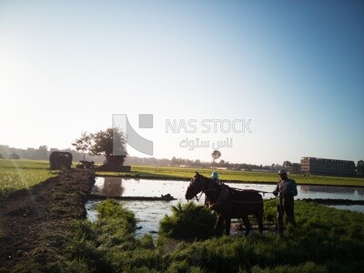 Farmer plowing the land by horse in the Cedar Nurseries, Farm &amp; Agriculture, Cedar Nurseries