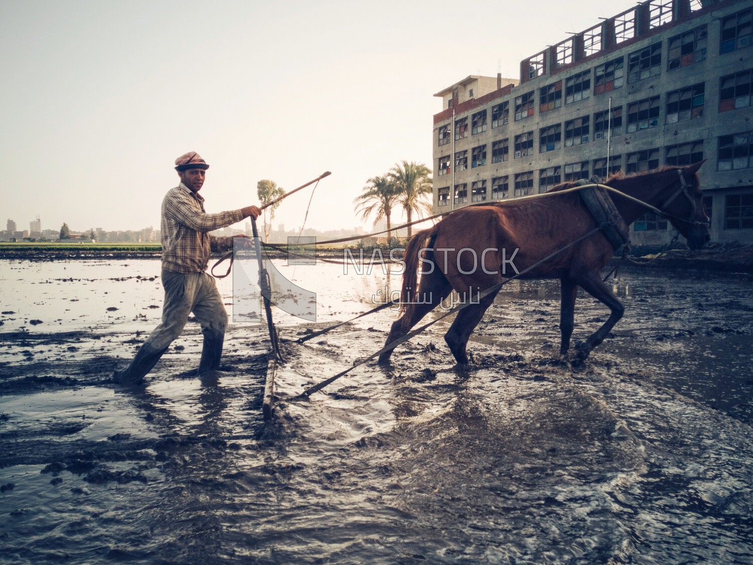 Farmer plowing the land by horse in the Cedar Nurseries, Farm &amp; Agriculture, Cedar Nurseries