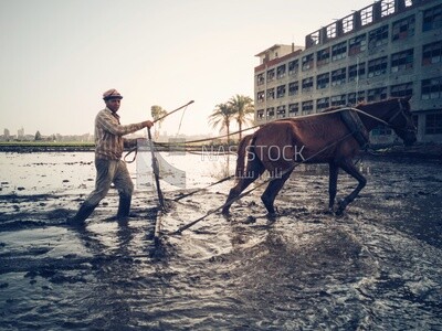 Farmer plowing the land by horse in the Cedar Nurseries, Farm &amp; Agriculture, Cedar Nurseries