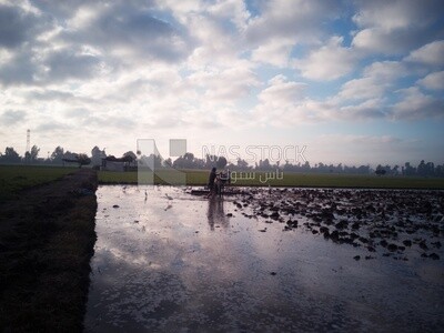 Farmer plowing the land by horse in the Cedar Nurseries, Farm &amp; Agriculture, Cedar Nurseries