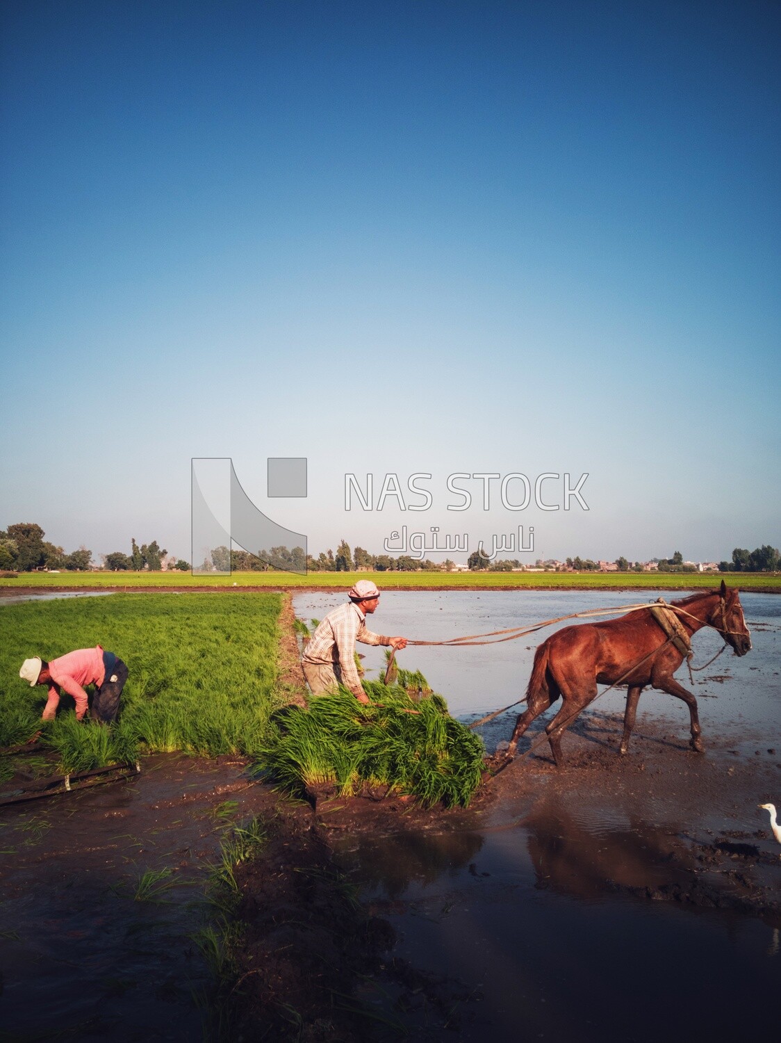 Farmer plowing the land by horse in the Cedar Nurseries, Farm &amp; Agriculture, Cedar Nurseries