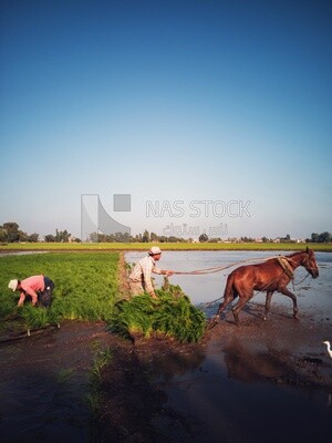 Farmer plowing the land by horse in the Cedar Nurseries, Farm &amp; Agriculture, Cedar Nurseries