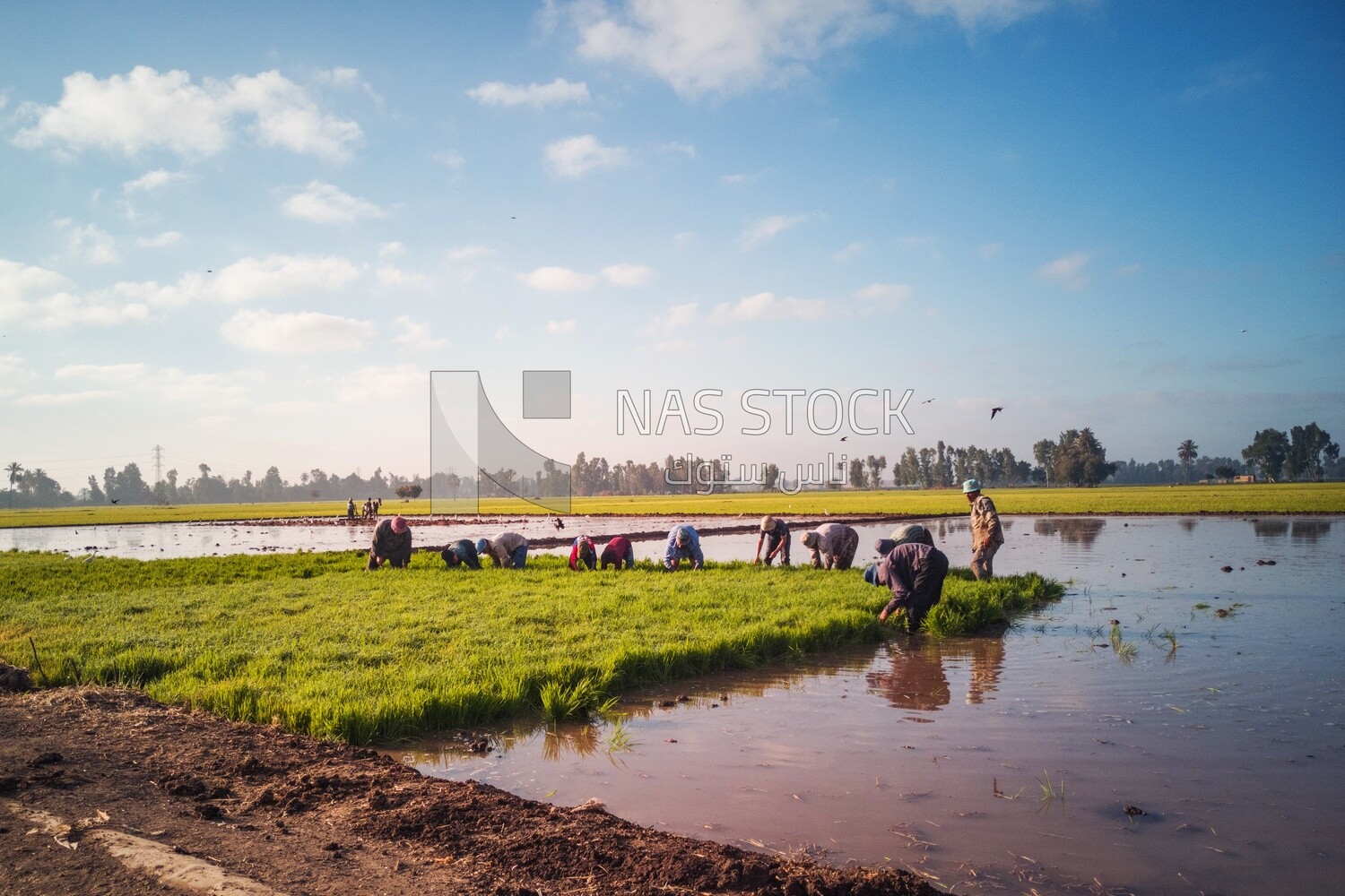 Rice farmers in the Cedar Nurseries, Farm &amp; Agriculture, Cedar Nurseries
