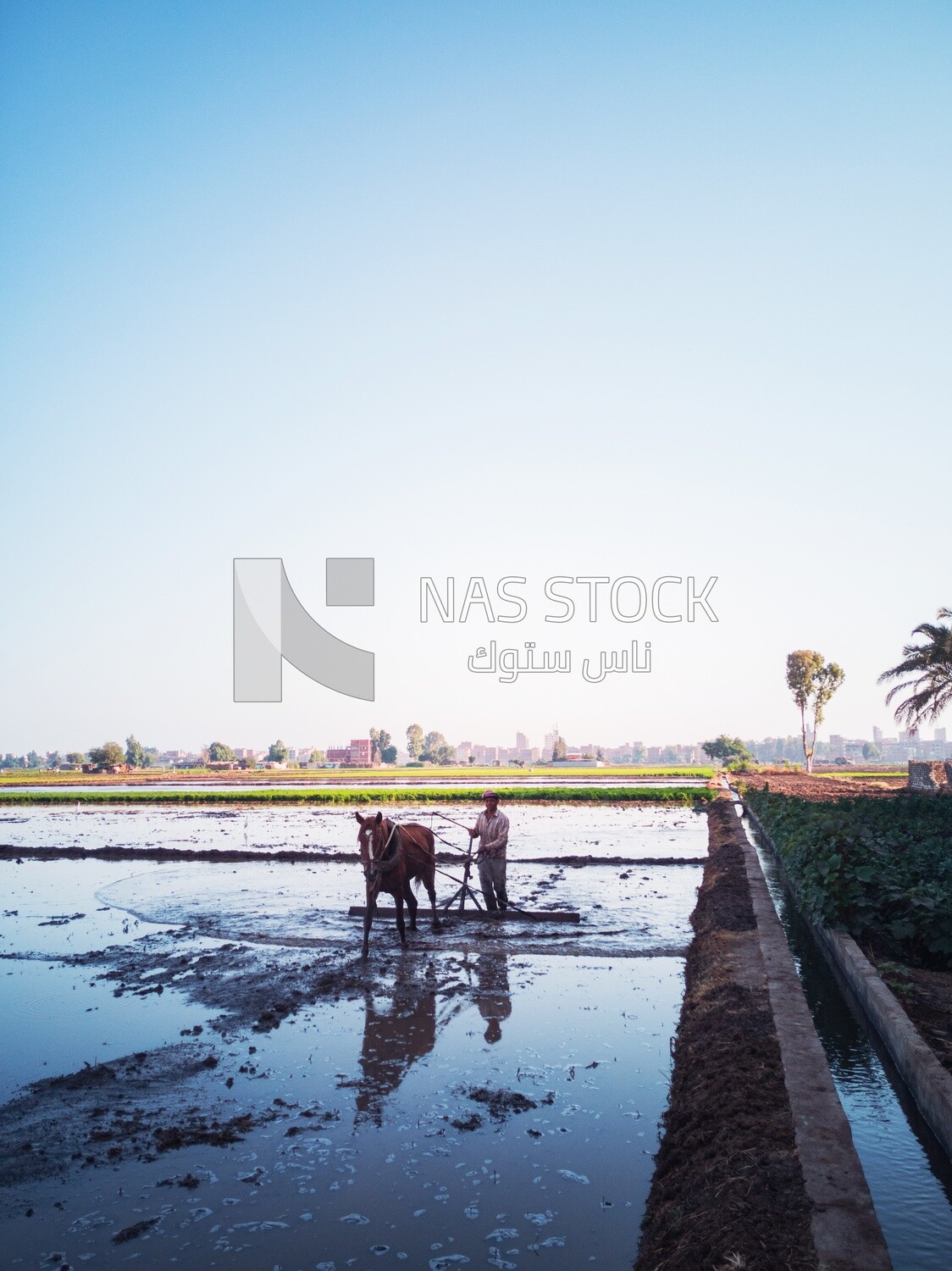 Farmer plowing the land by horse in the Cedar Nurseries, Farm &amp; Agriculture, Cedar Nurseries