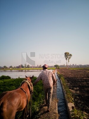 Farmer plowing the land by horse in the Cedar Nurseries, Farm &amp; Agriculture, Cedar Nurseries