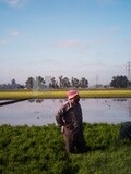 Rice farmers in the Cedar Nurseries, Farm &amp; Agriculture, Cedar Nurseries