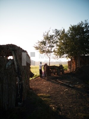 Farmer feeds the horse in the field