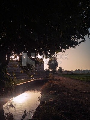 View of the Cedar Nurseries during the sunset, Farm &amp; Agriculture, Cedar Nurseries
