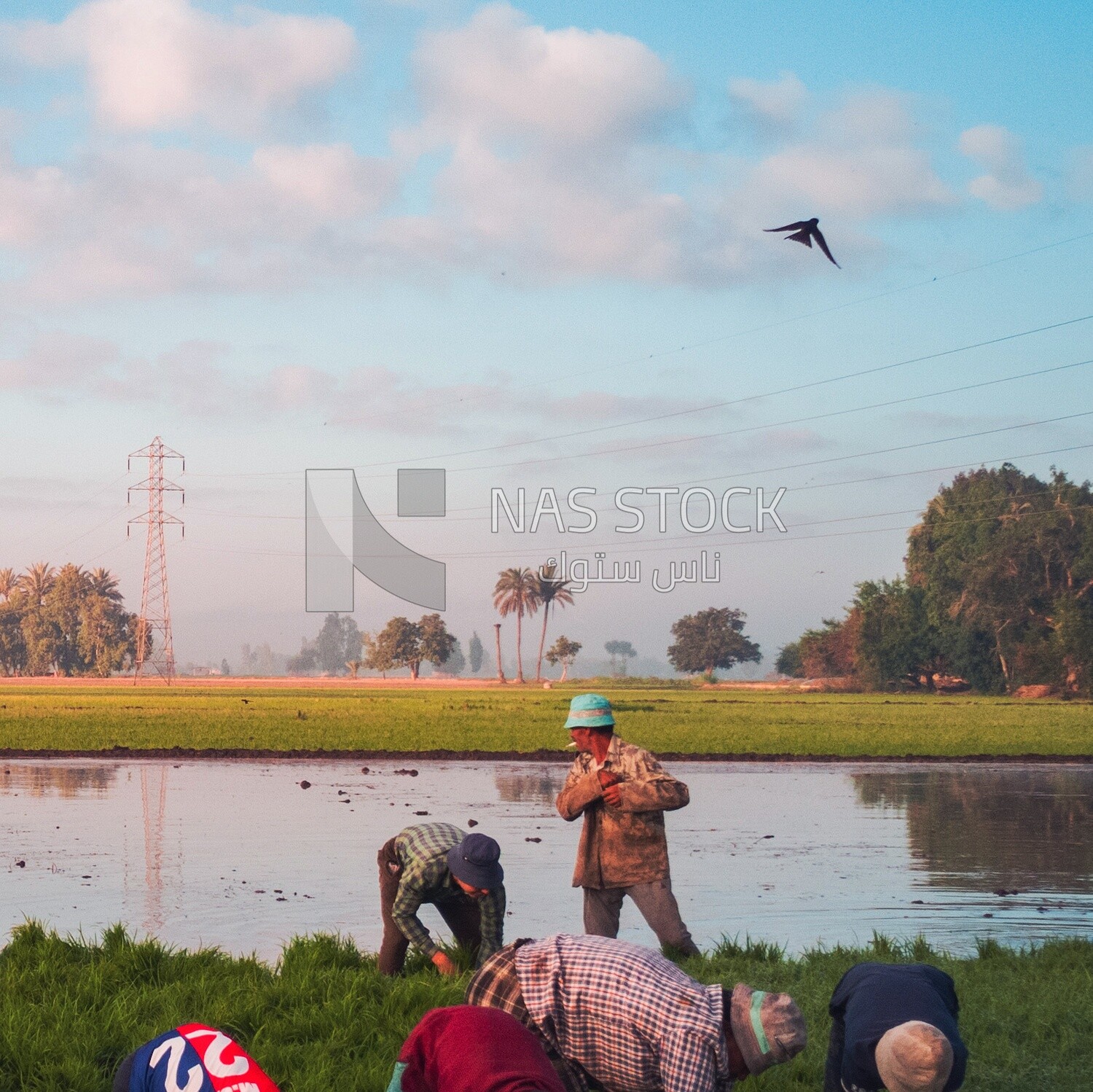 Rice farmers in the Cedar Nurseries, Farm &amp; Agriculture, Cedar Nurseries