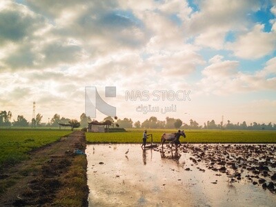 Farmer plowing the land by horse in the Cedar Nurseries, Farm &amp; Agriculture, Cedar Nurseries