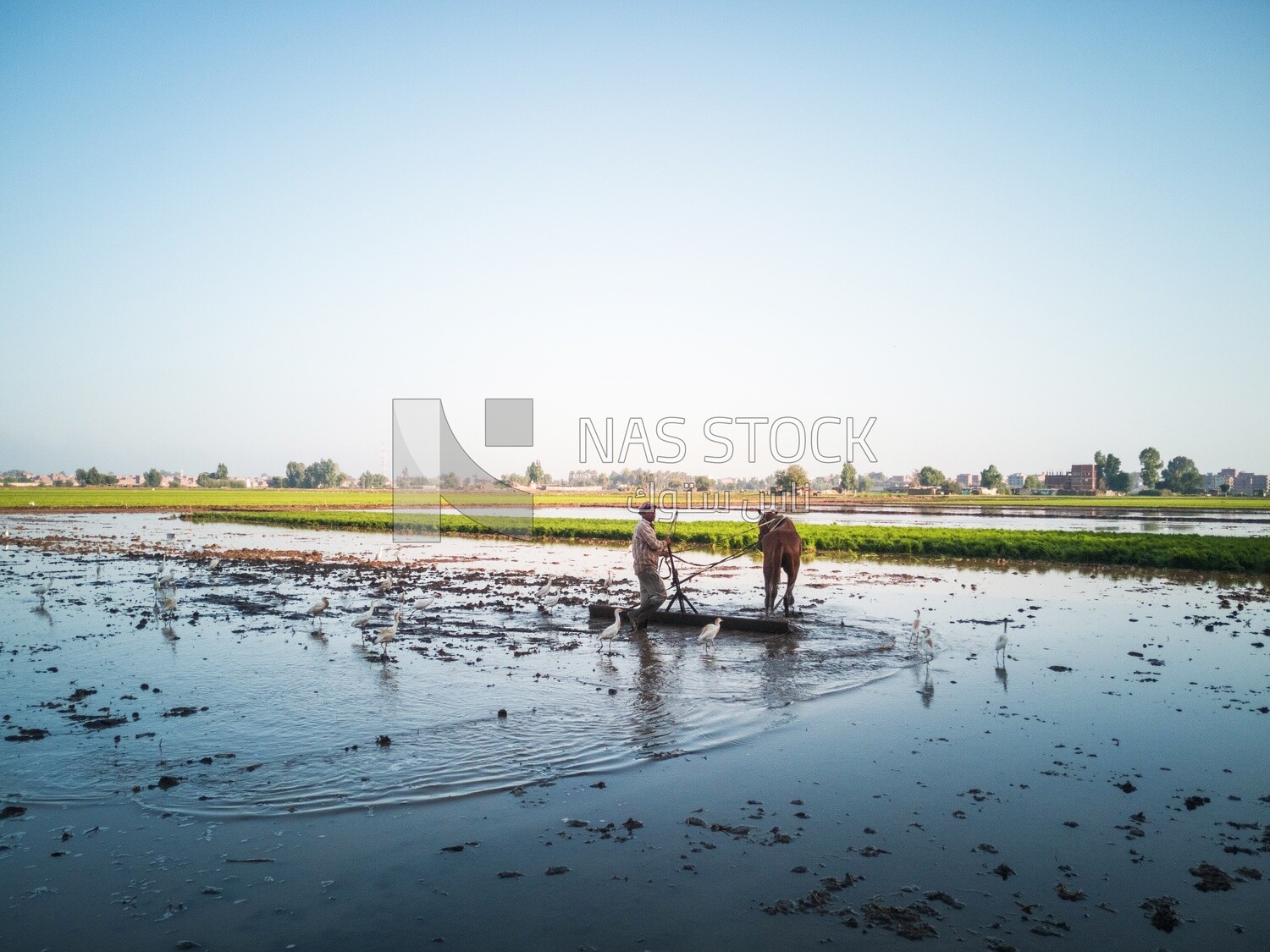 Farmer plowing the land by horse in the Cedar Nurseries, Farm &amp; Agriculture, Cedar Nurseries