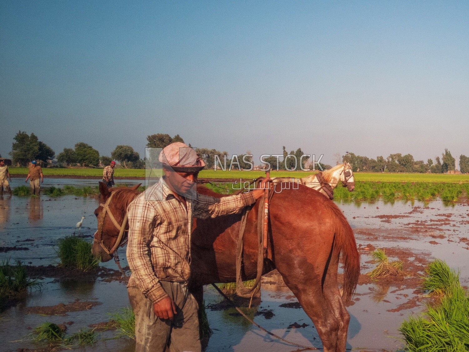 Farmer plowing the land by horse in the Cedar Nurseries, Farm &amp; Agriculture, Cedar Nurseries