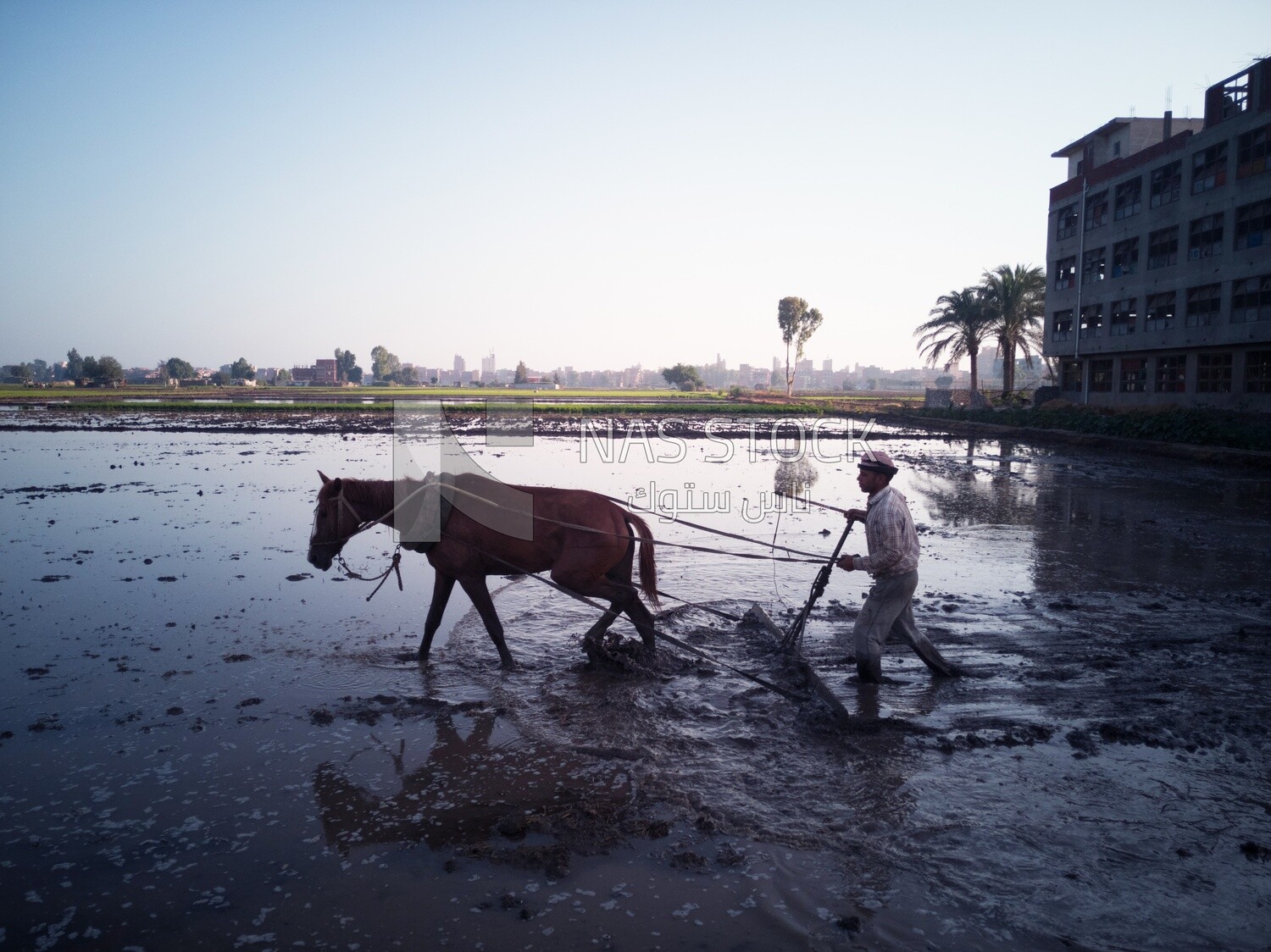 Farmer plowing the land by horse in the Cedar Nurseries, Farm &amp; Agriculture, Cedar Nurseries