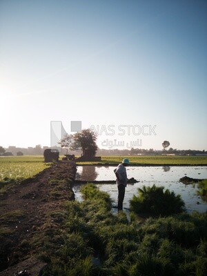 Farmer plowing the land in the Cedar Nurseries, Farm &amp; Agriculture, Cedar Nurseries