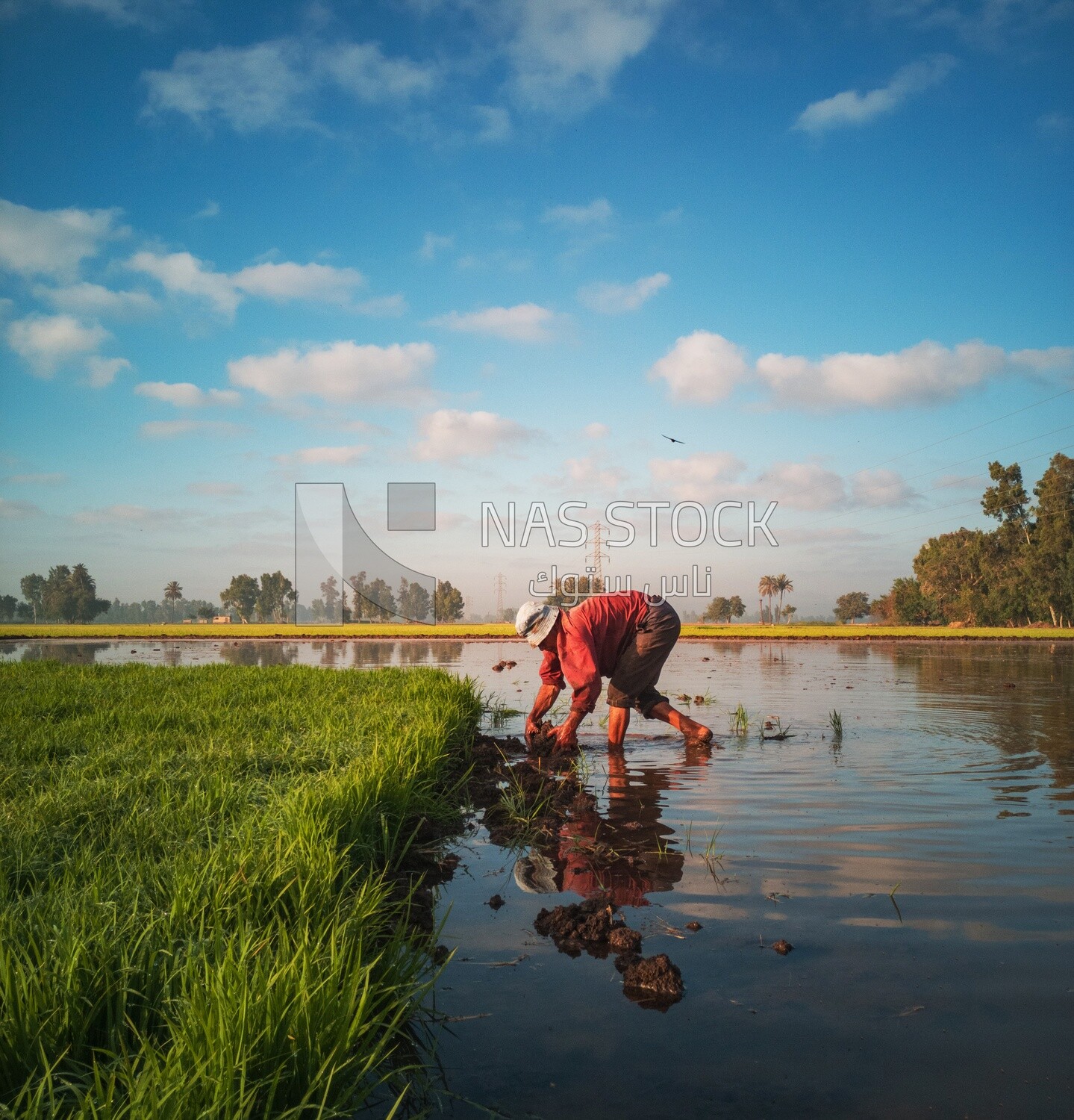 Rice farmers in the Cedar Nurseries, Farm &amp; Agriculture, Cedar Nurseries