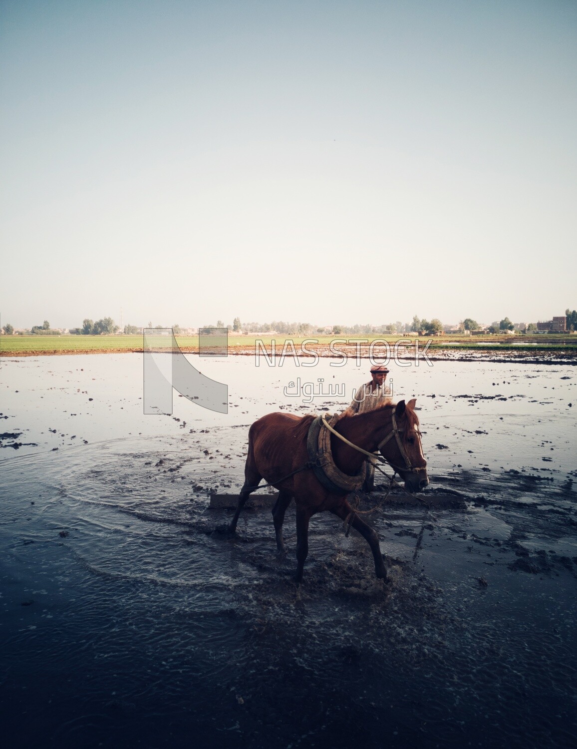 Farmer plowing the land by horse in the Cedar Nurseries, Farm &amp; Agriculture, Cedar Nurseries
