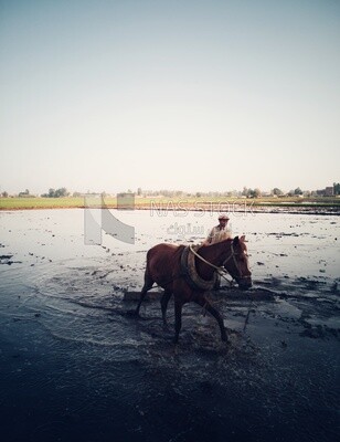 Farmer plowing the land by horse in the Cedar Nurseries, Farm &amp; Agriculture, Cedar Nurseries