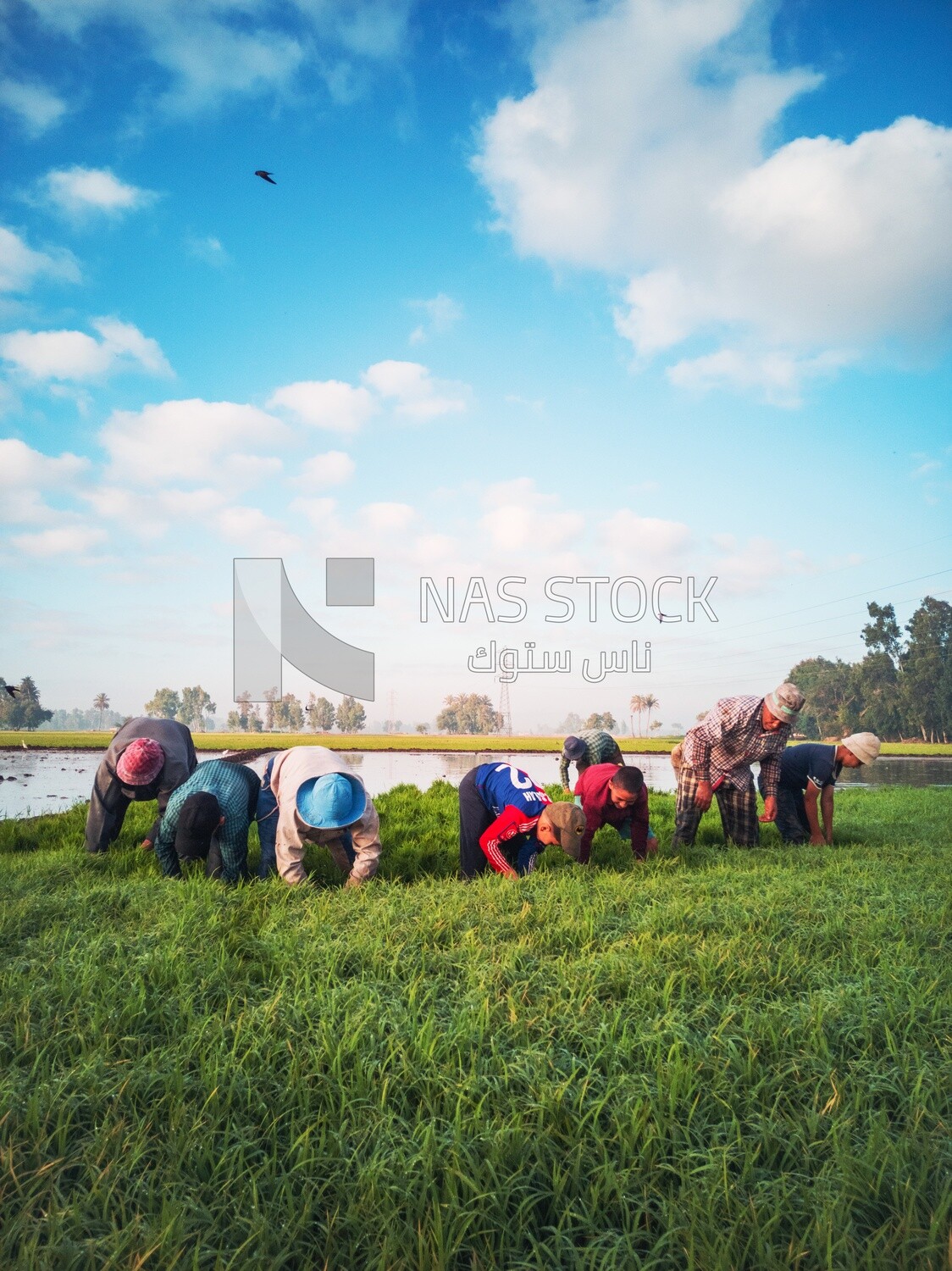 Rice farmers in the Cedar Nurseries, Farm &amp; Agriculture, Cedar Nurseries