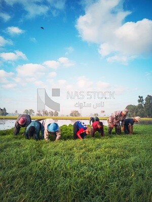 Rice farmers in the Cedar Nurseries, Farm &amp; Agriculture, Cedar Nurseries