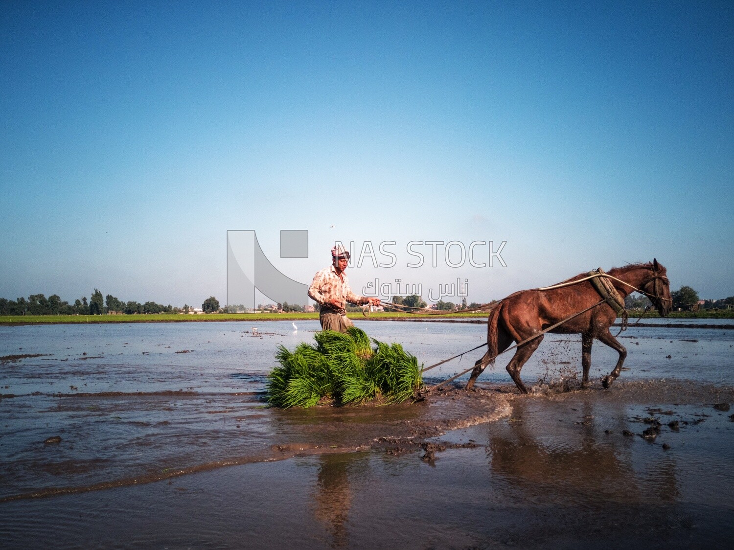 Farmer plowing the land by horse in the Cedar Nurseries, Farm &amp; Agriculture, Cedar Nurseries