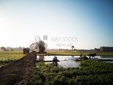 Two Farmers plowing the land by horse in the Cedar Nurseries, Farm &amp; Agriculture, Cedar Nurseries