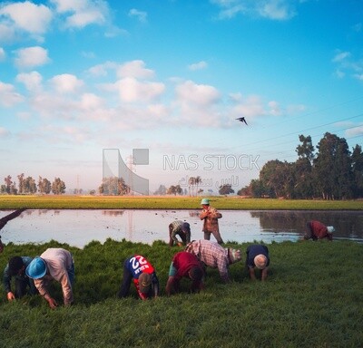 Rice farmers in the Cedar Nurseries, Farm &amp; Agriculture, Cedar Nurseries