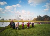 Rice farmers in the Cedar Nurseries, Farm &amp; Agriculture, Cedar Nurseries