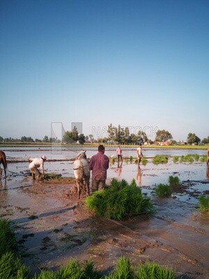 Farmer plowing the land by horse in the Cedar Nurseries, Farm &amp; Agriculture, Cedar Nurseries
