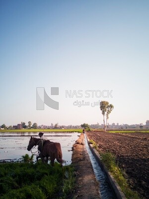 Farmer plowing the land by horse in the Cedar Nurseries, Farm &amp; Agriculture, Cedar Nurseries