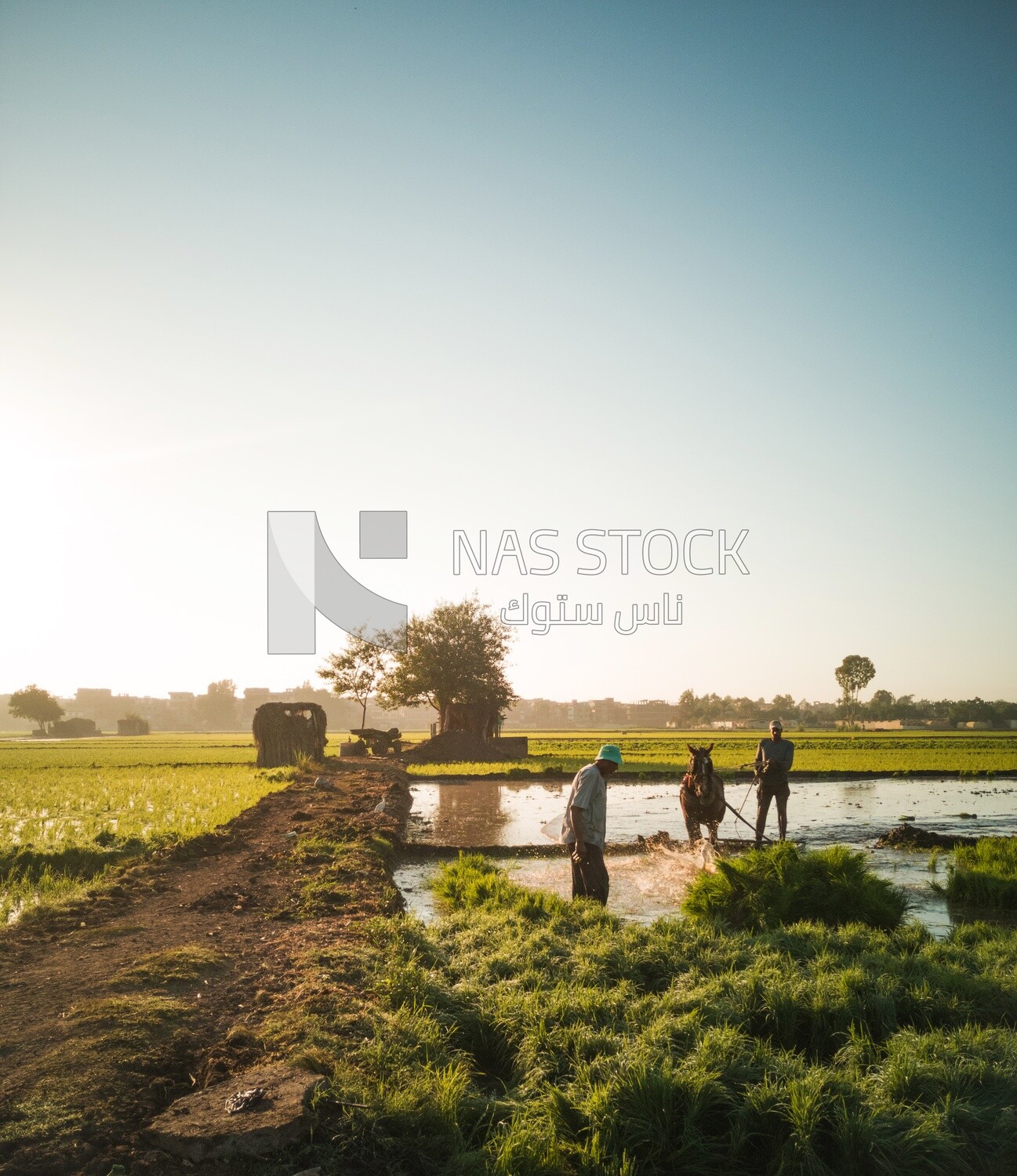 Two Farmers plowing the land by horse in the Cedar Nurseries, Farm &amp; Agriculture, Cedar Nurseries