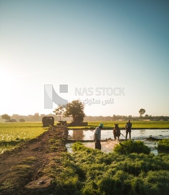 Two Farmers plowing the land by horse in the Cedar Nurseries, Farm &amp; Agriculture, Cedar Nurseries