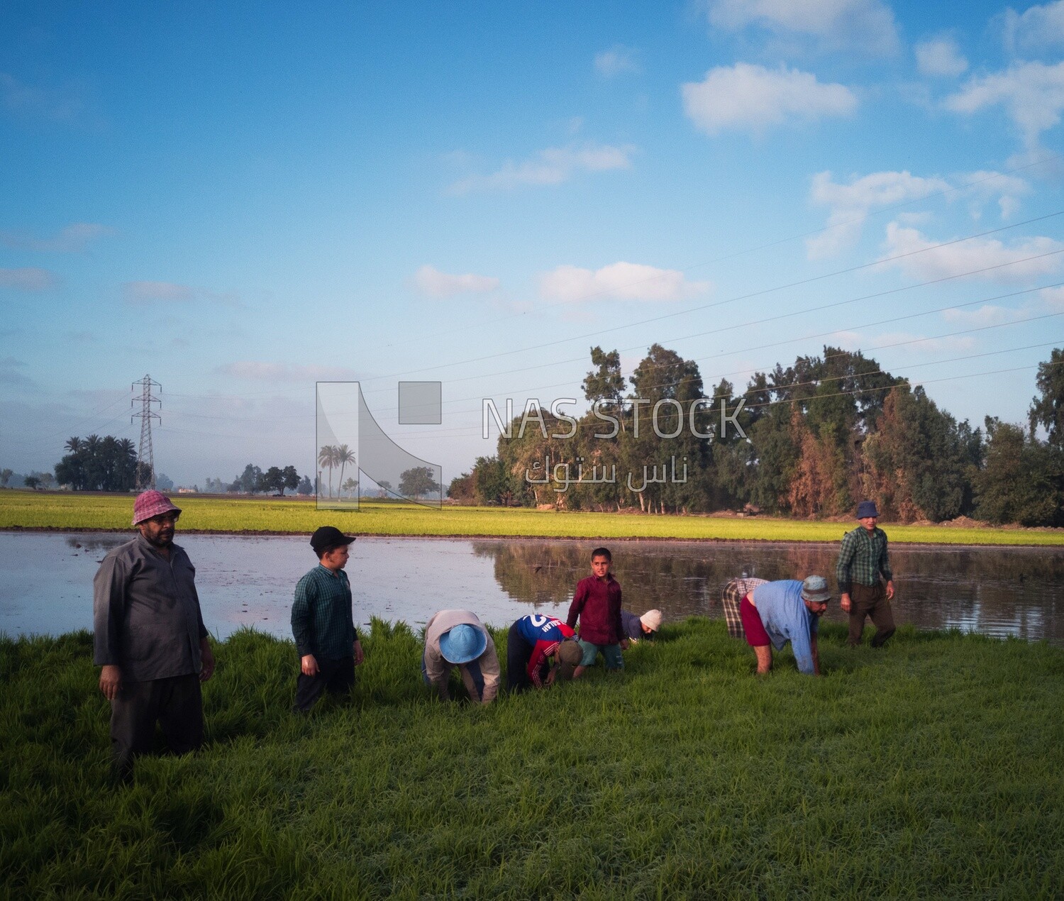 Rice farmers in the Cedar Nurseries, Farm &amp; Agriculture, Cedar Nurseries