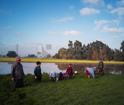 Rice farmers in the Cedar Nurseries, Farm &amp; Agriculture, Cedar Nurseries