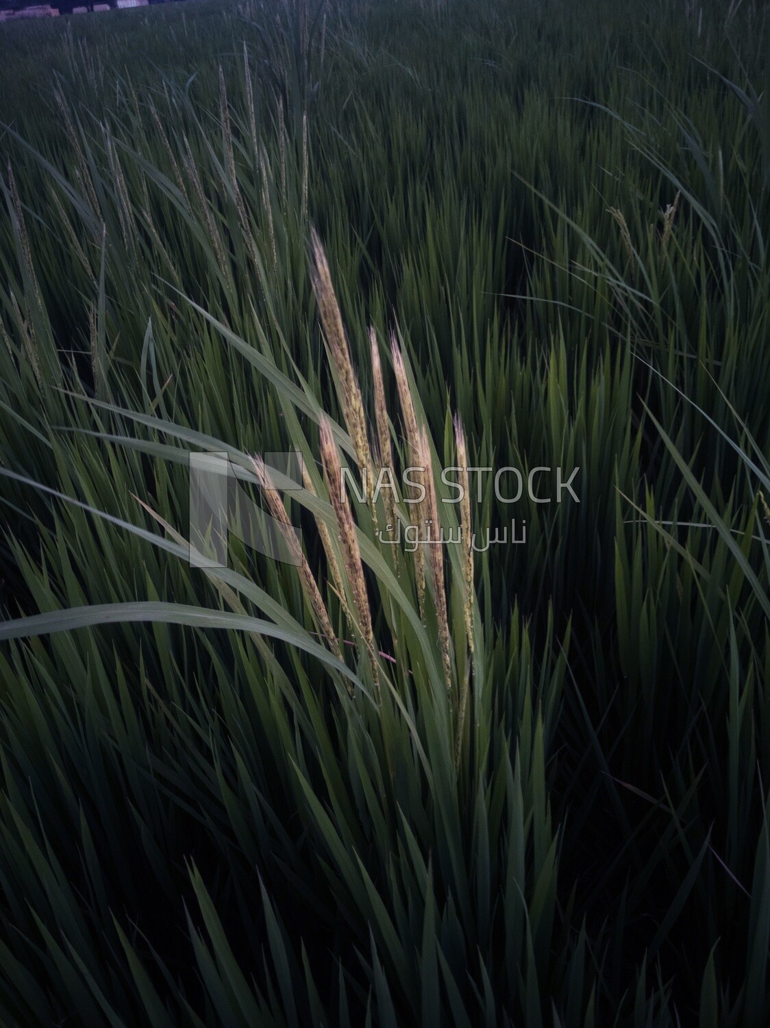 View of the rice plant in the Cedar Nurseries during the sunset, Farm &amp; Agriculture, Cedar Nurseries
