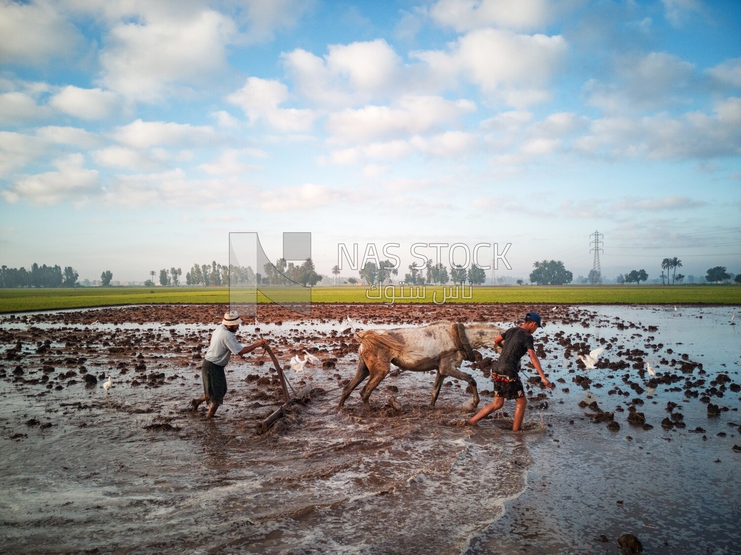 Two Farmers plowing the land by horse in the Cedar Nurseries, Farm &amp; Agriculture, Cedar Nurseries