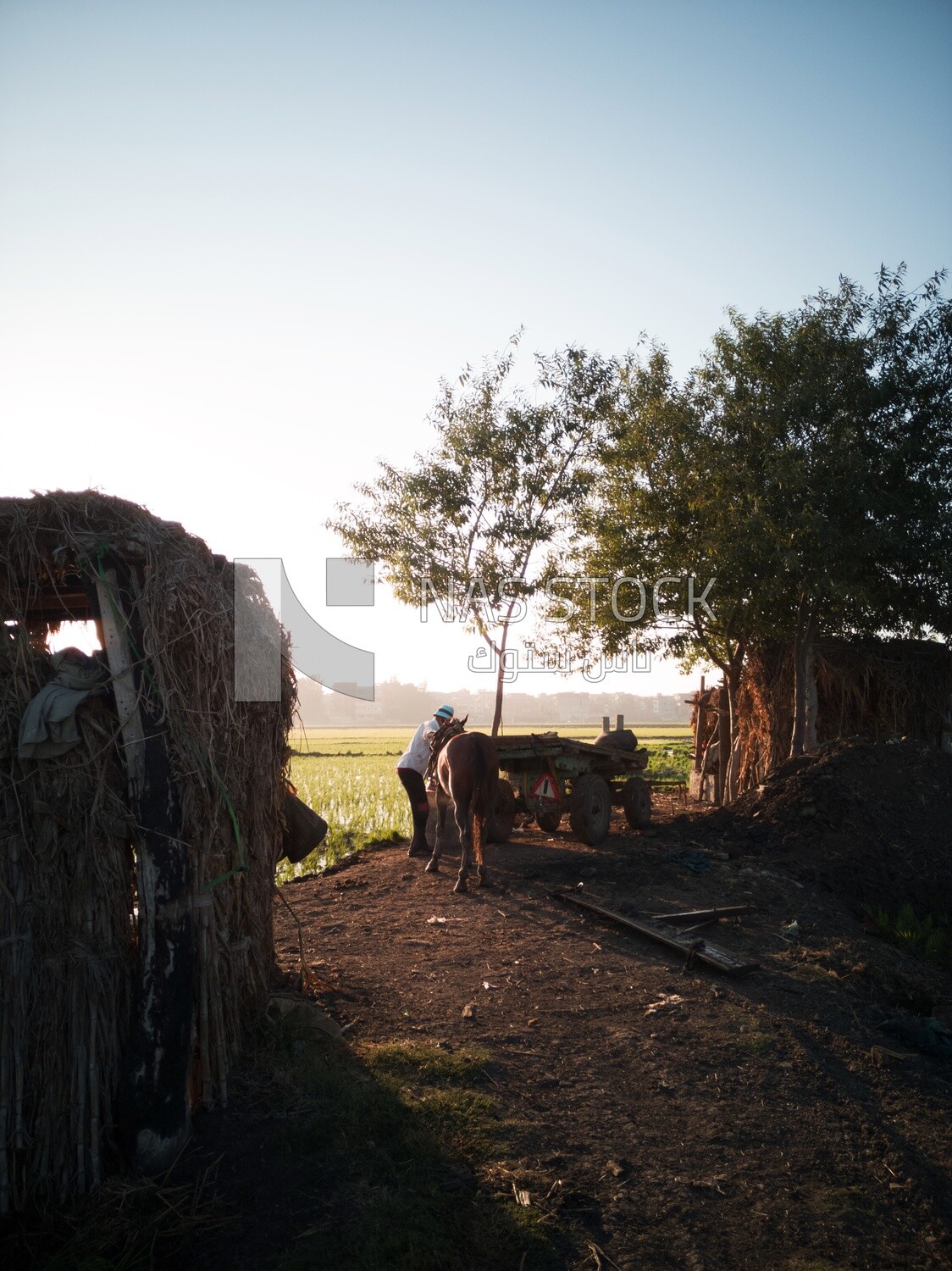 Farmer feeds the horse in the field