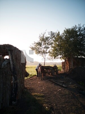 Farmer feeds the horse in the field