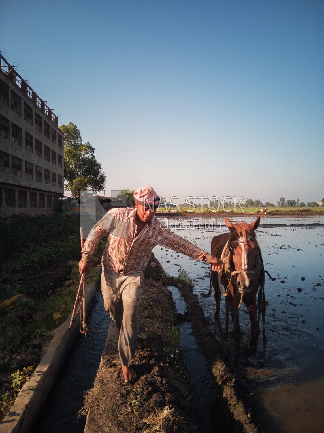 Farmer plowing the land by horse in the Cedar Nurseries, Farm &amp; Agriculture, Cedar Nurseries