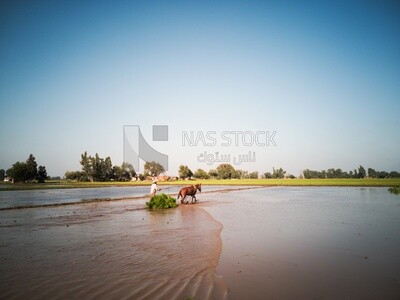 Farmer plowing the land by horse in the Cedar Nurseries, Farm &amp; Agriculture, Cedar Nurseries